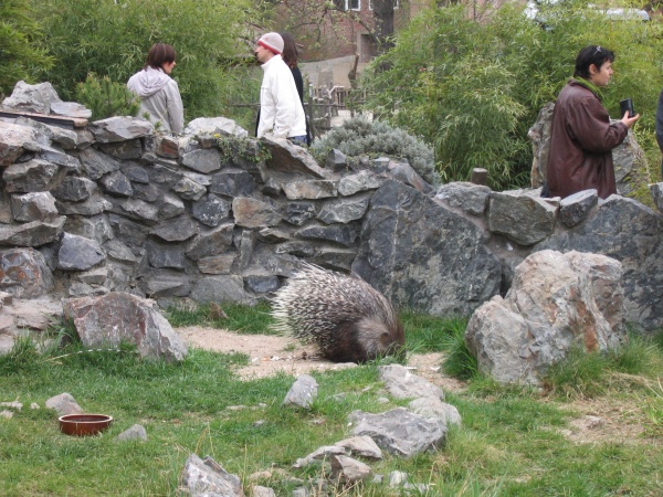 Indian Porcupine @ Prague zoo