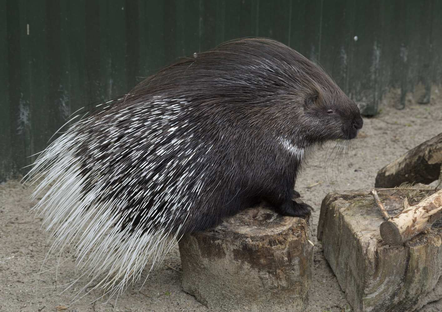 Indian porcupine
