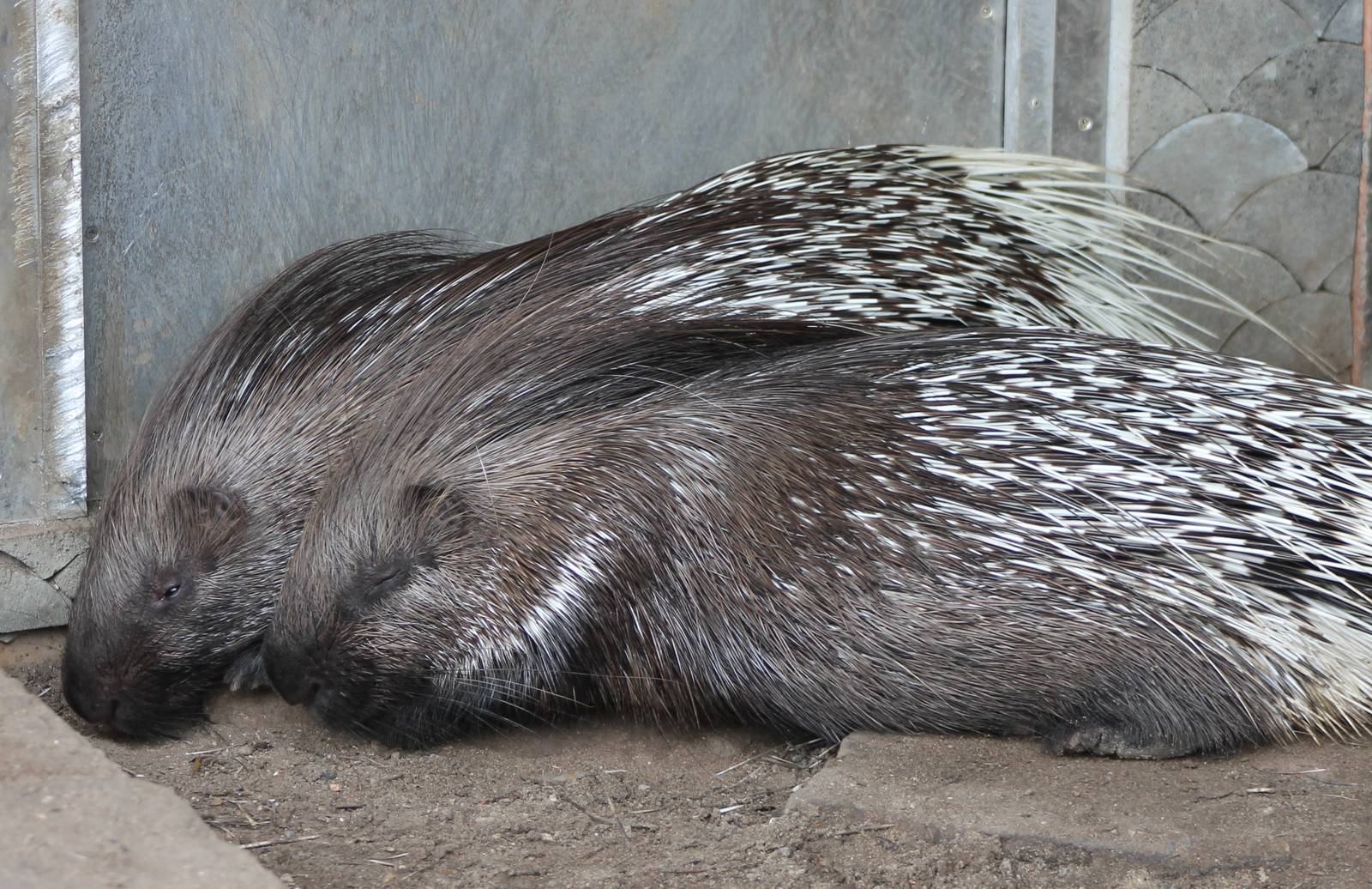 Indian porcupines