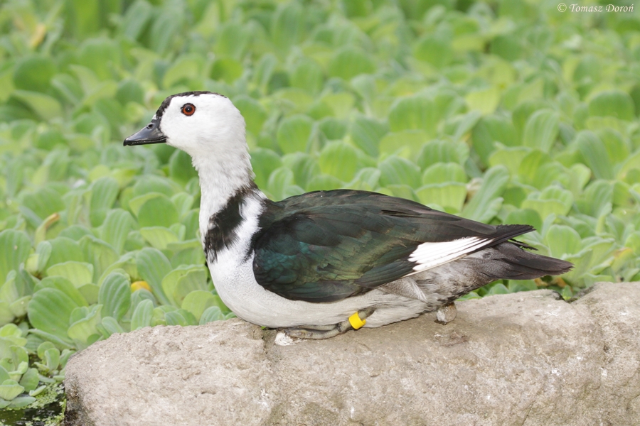 Indian pygmy goose (Nettapus coromandelianus)