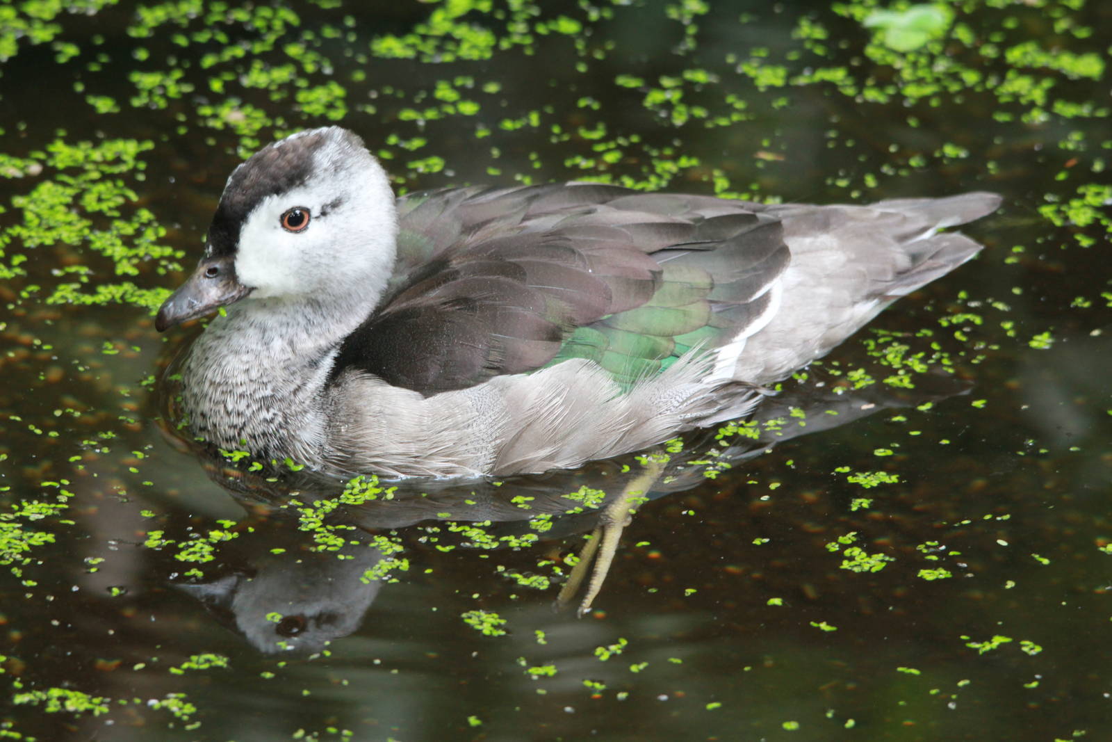 Indian pygmy goose
