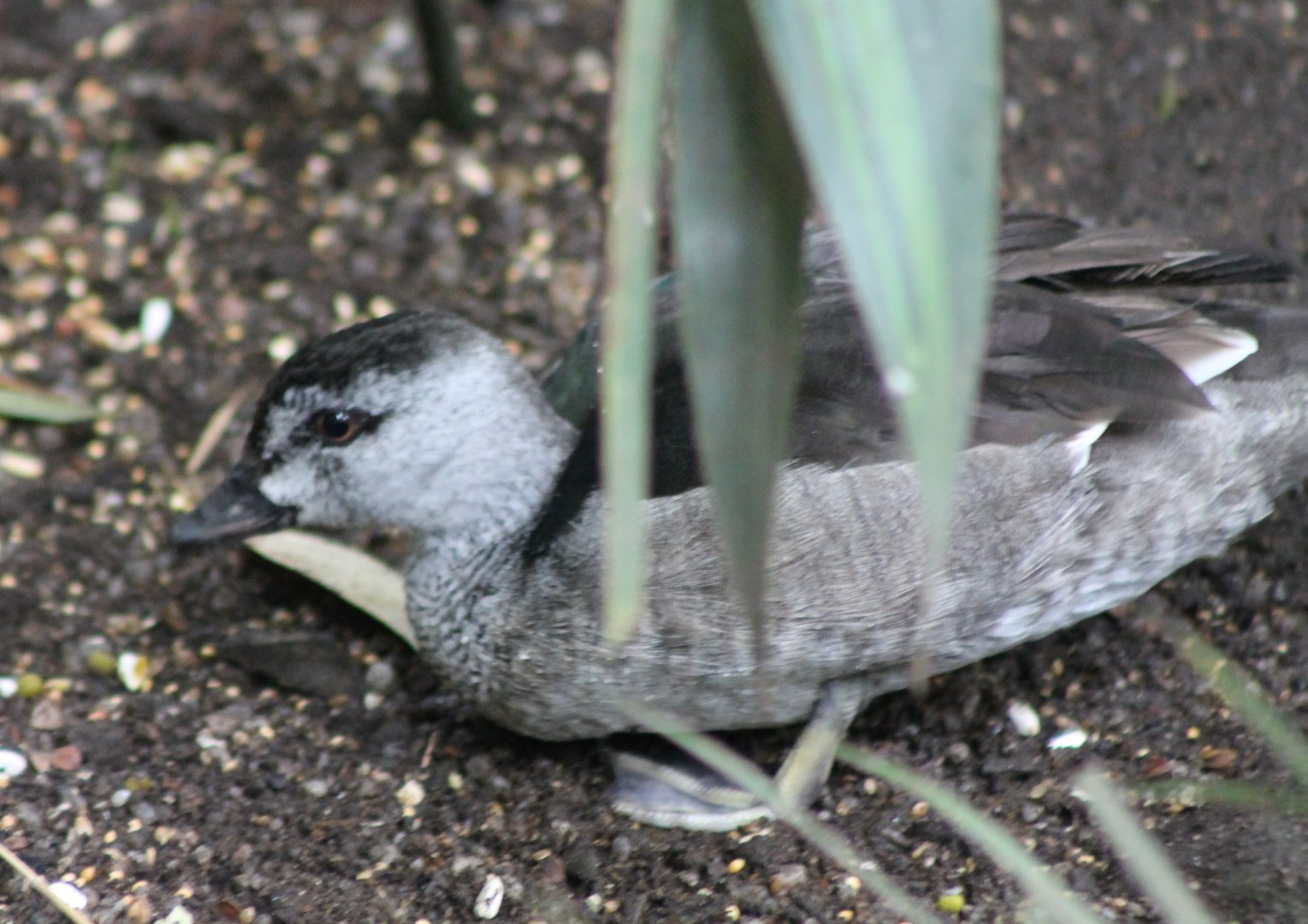 Indian pygmy goose