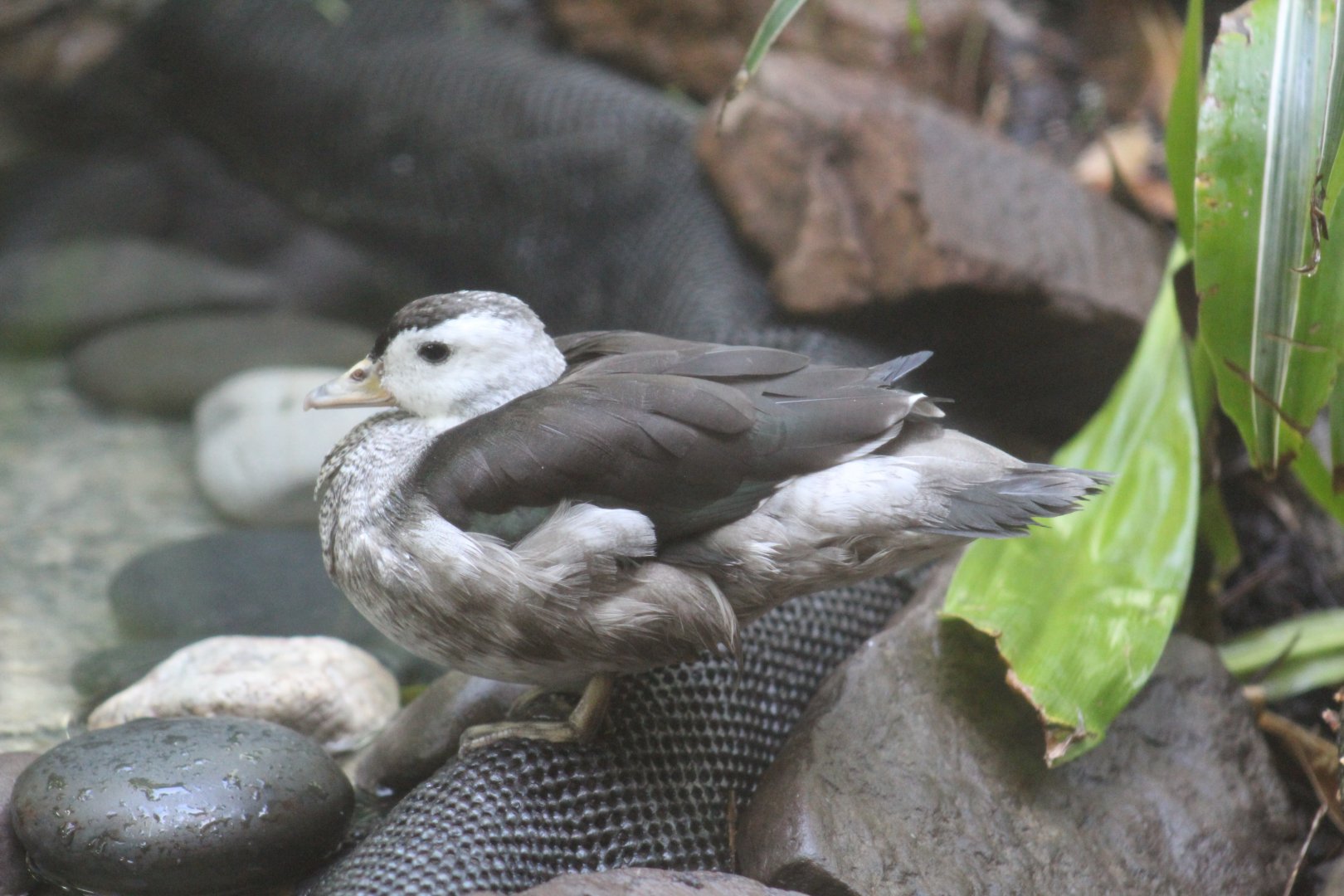 Indian Pygmy Goose