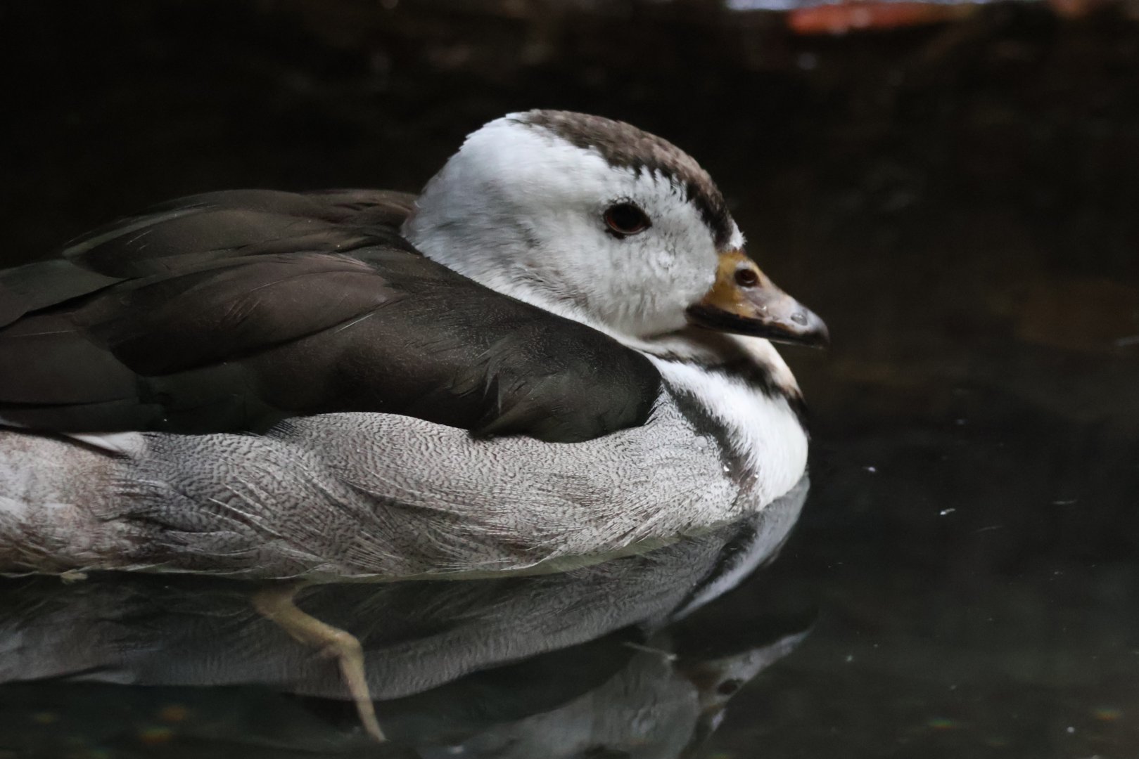 Indian Pygmy Goose