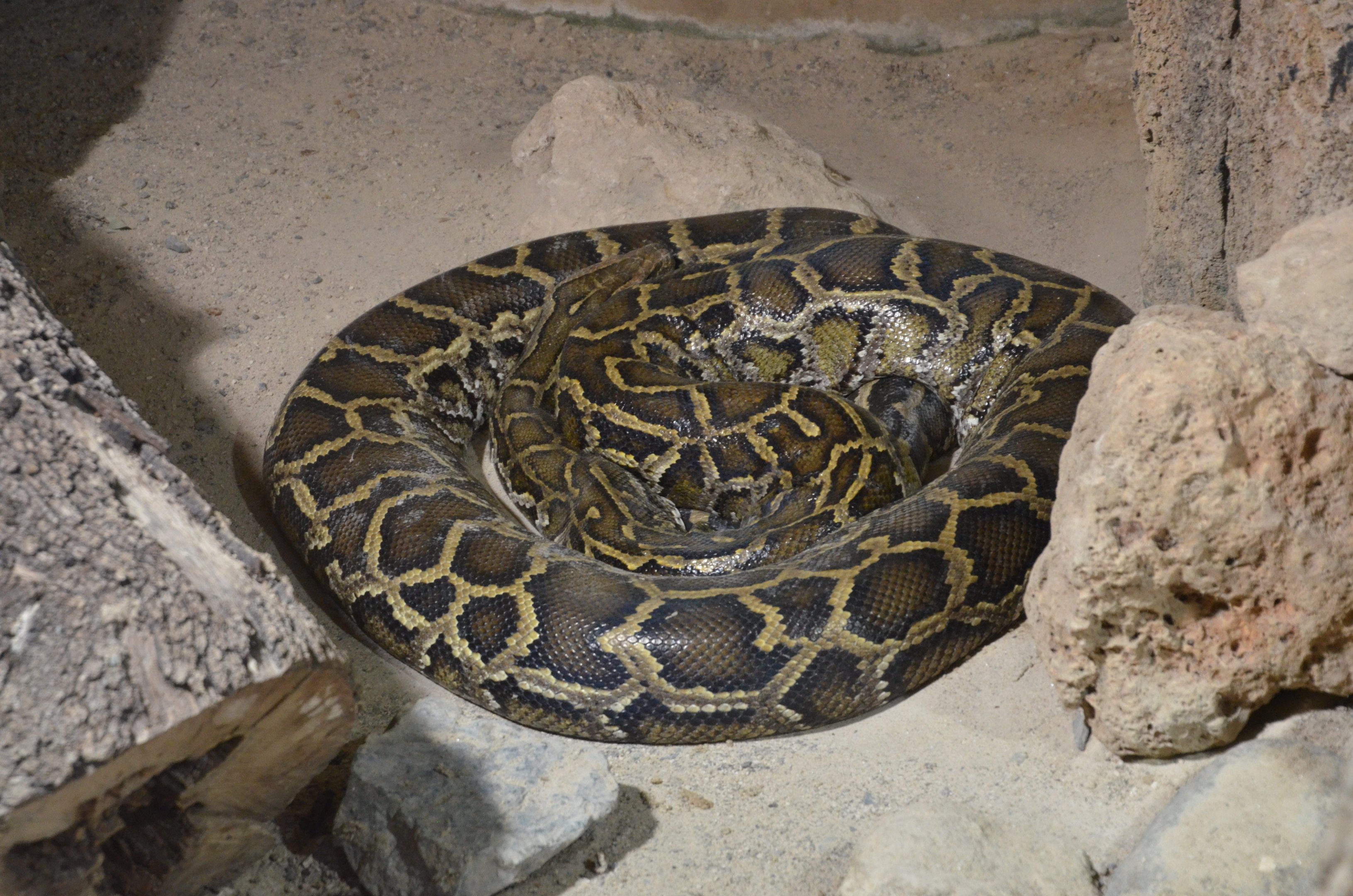 Indian Python at Selwo Aventura, 13/03/19
