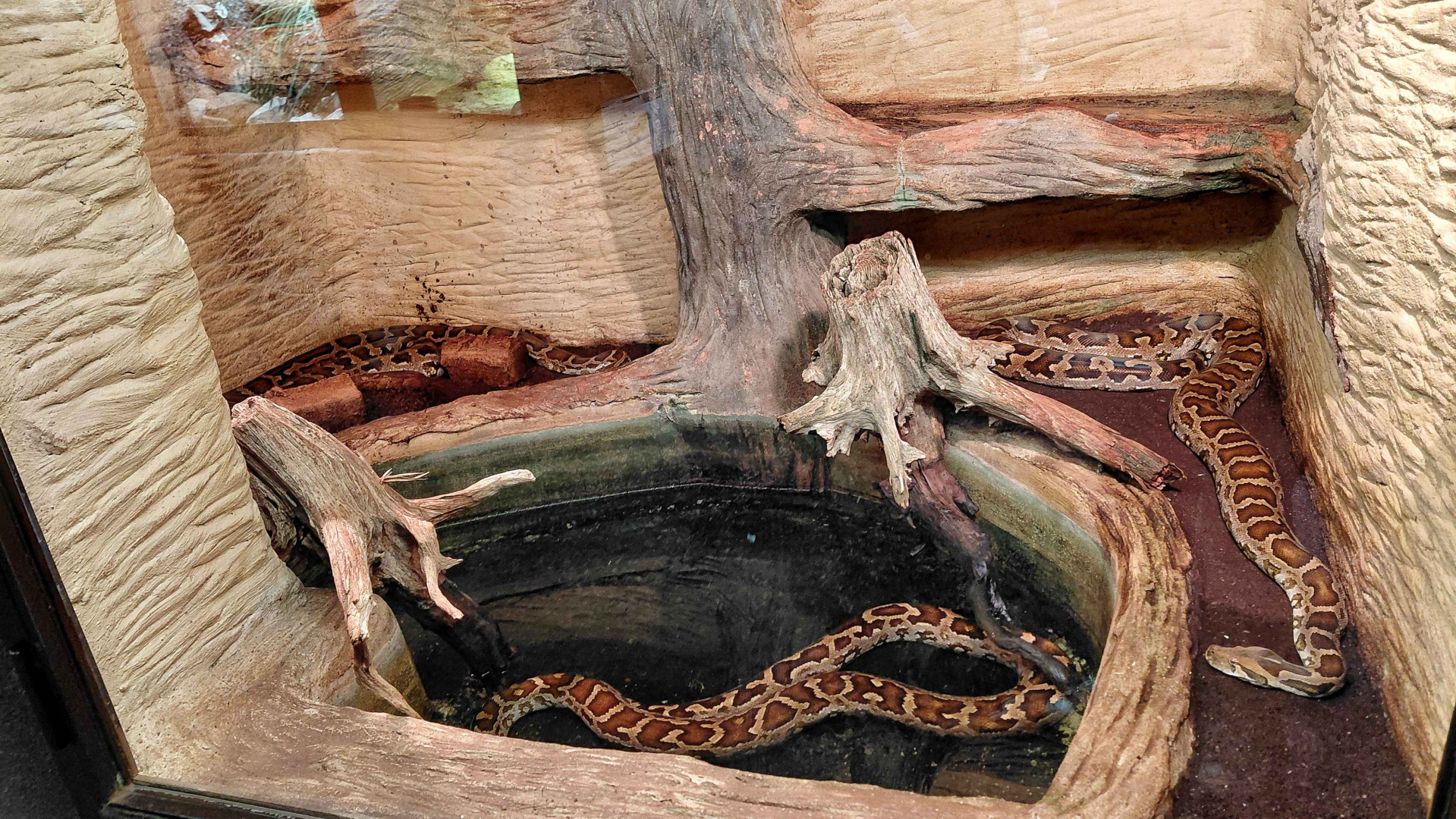 Indian python exhibit