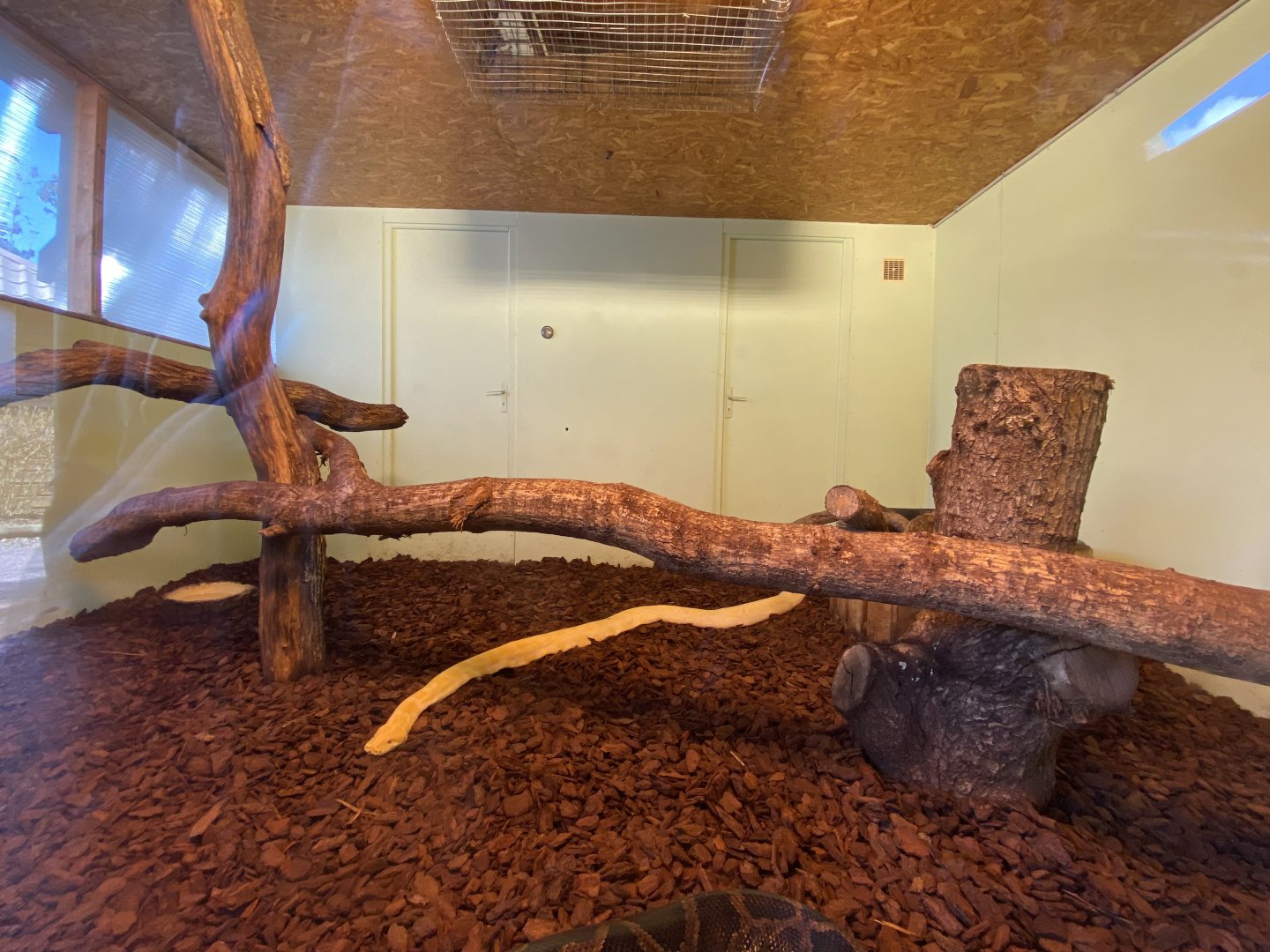 Indian python (Python molurus) exhibit