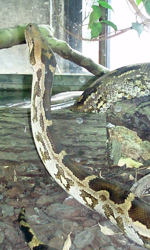 Indian Python (Python molurus)