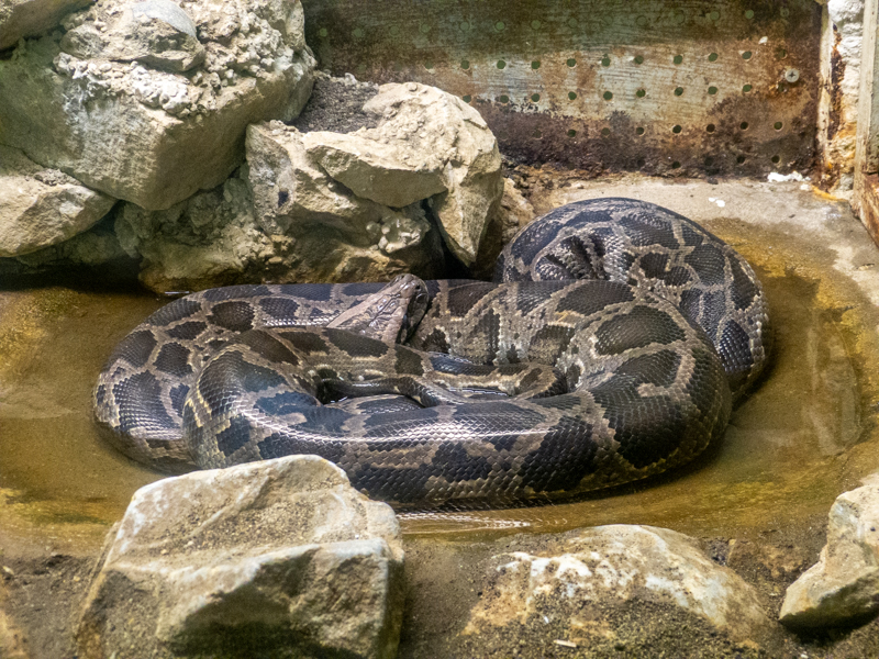 Indian python (Python molurus)