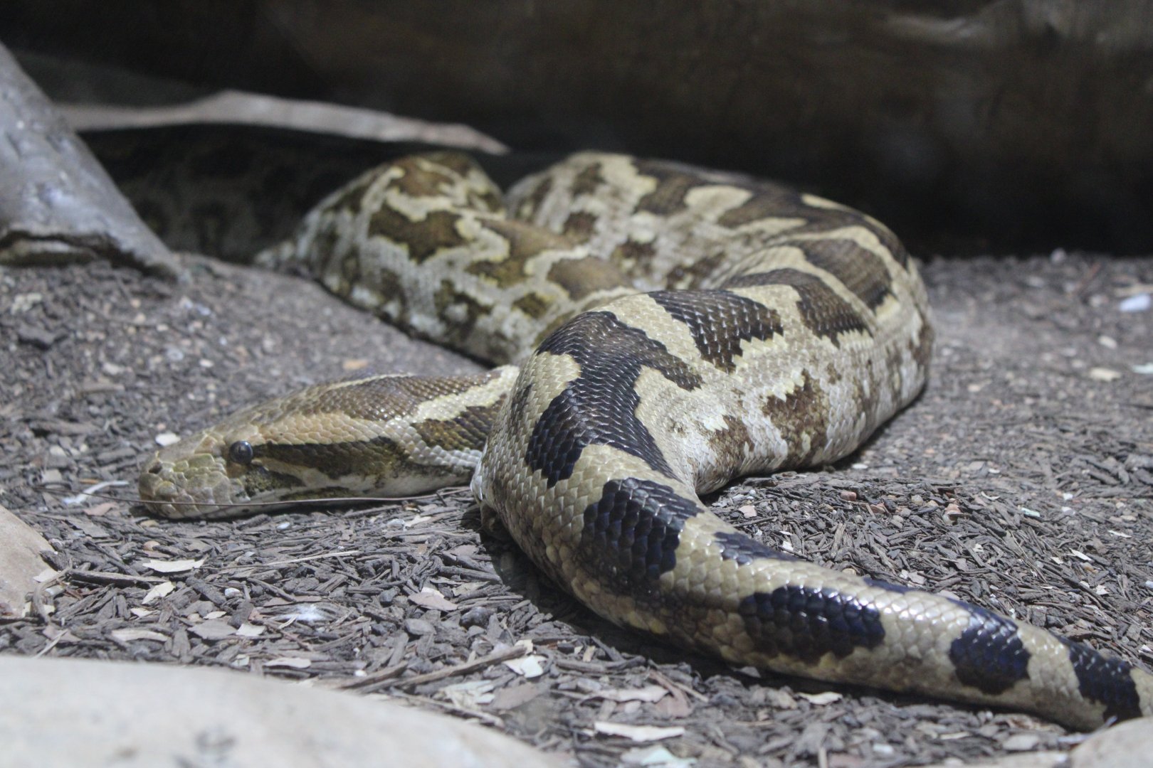 Indian Python (Python molurus)
