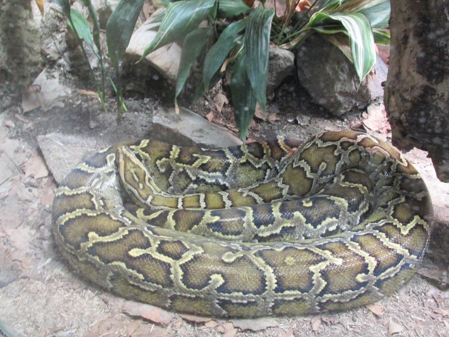 indian python