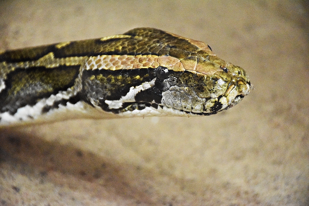 Indian python