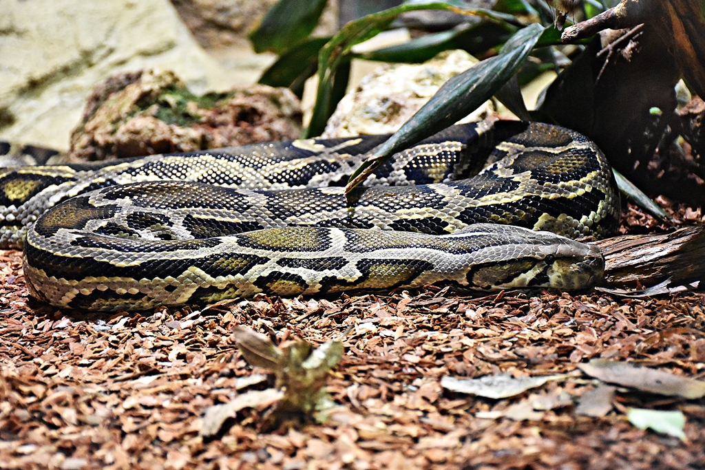 Indian python