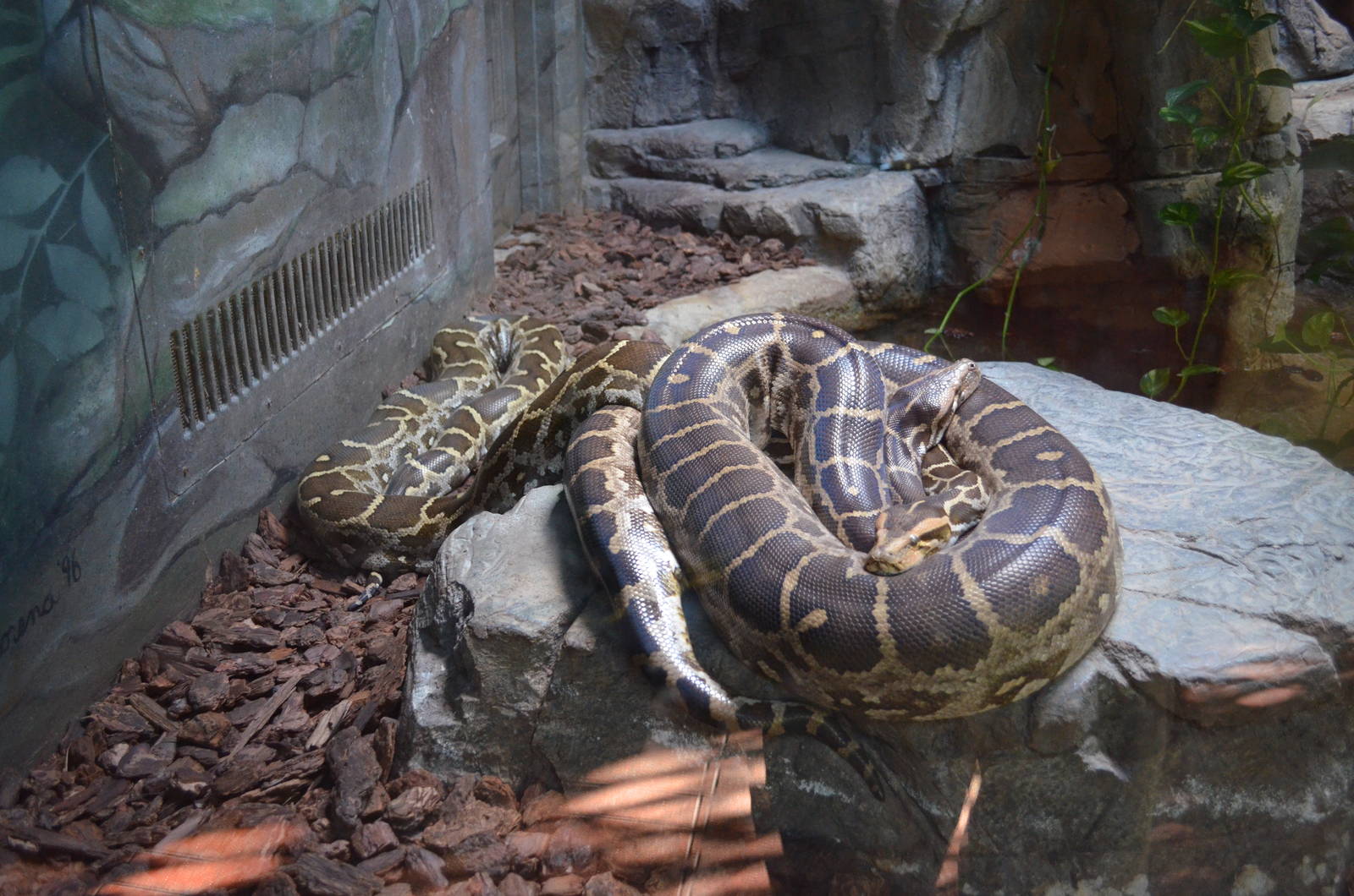 Indian Pythons