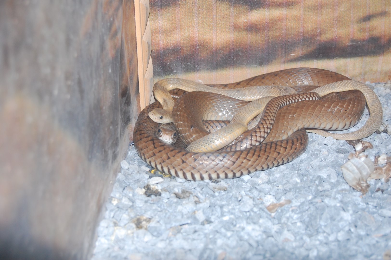 Indian rat snake - Peshawar Zoo 20/10/2018