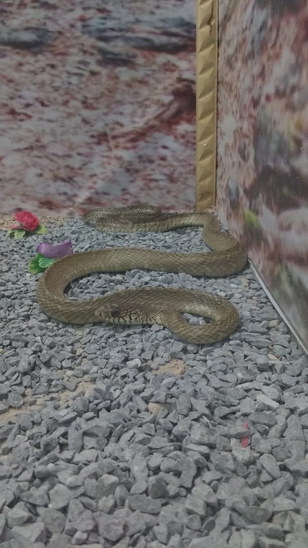 Indian rat snake - Peshawar Zoo 9/9/2018