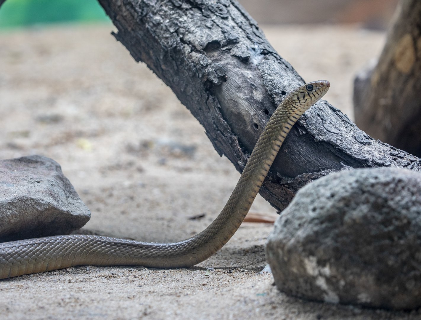 Indian Rat Snake (Ptyas mucosa)