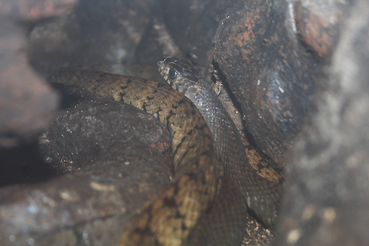 Indian rat snake (Ptyas mucosa)