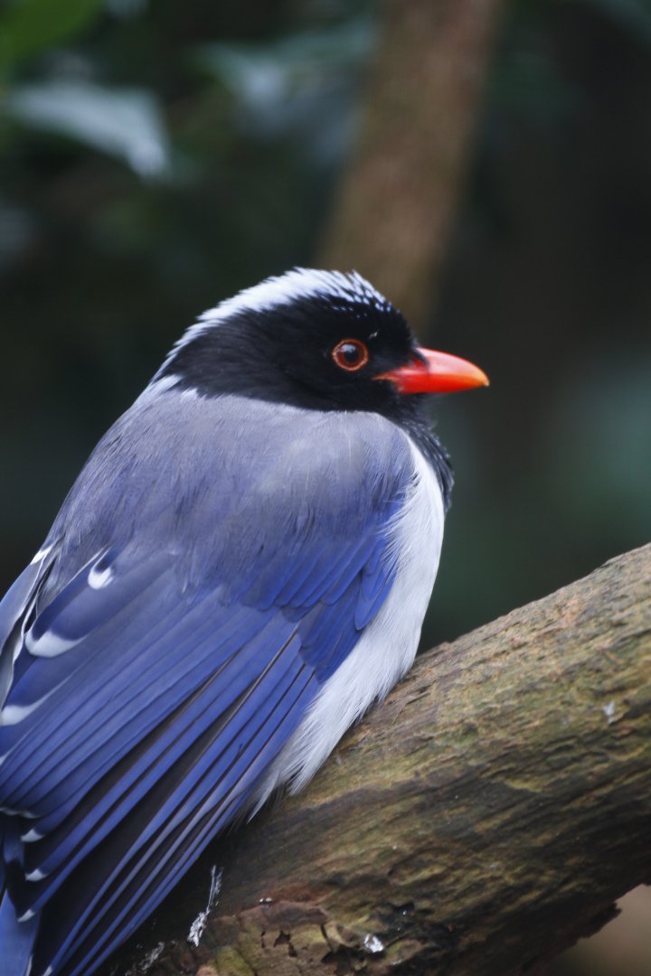 Indian red-billed blue magpie (Urocissa erythroryncha occipitalis)