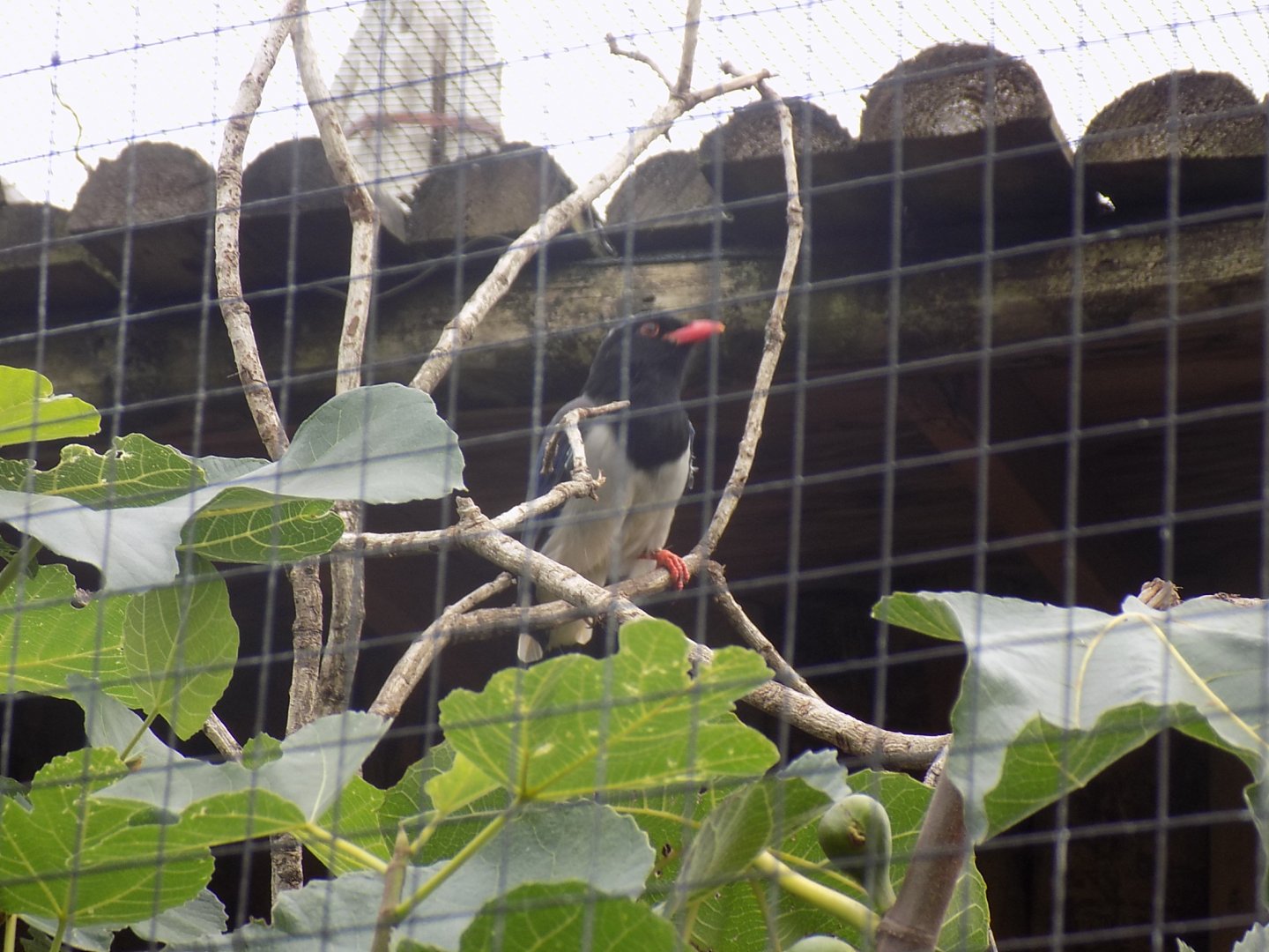 Indian Red-Billed Blue Magpie