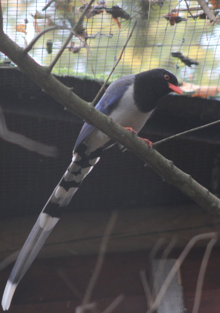 Indian red-billed blue magpie