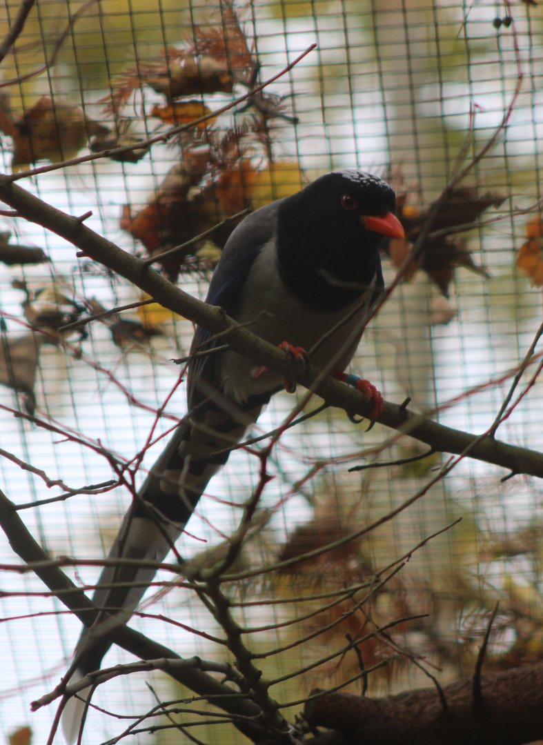 Indian red-billed blue magpie
