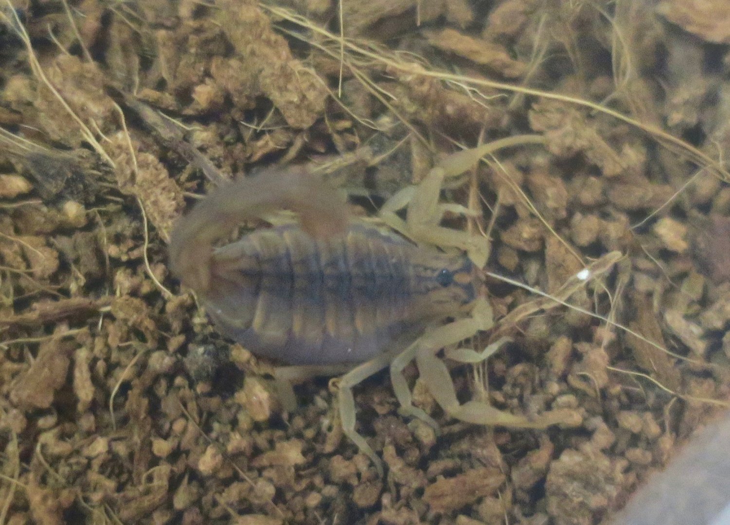 Indian Red Scorpion (Hottentotta tamulus)