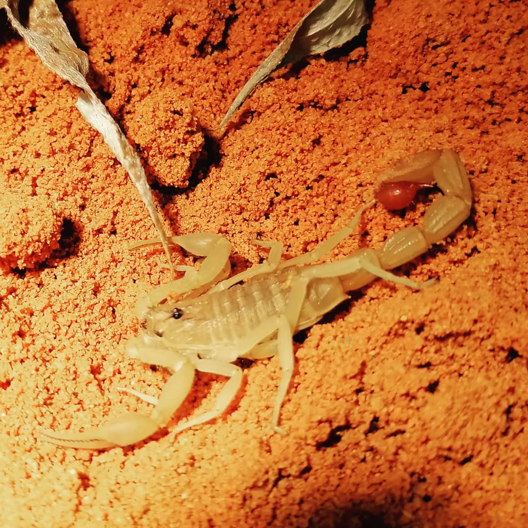 Indian red scorpion (Hottentotta tamulus)