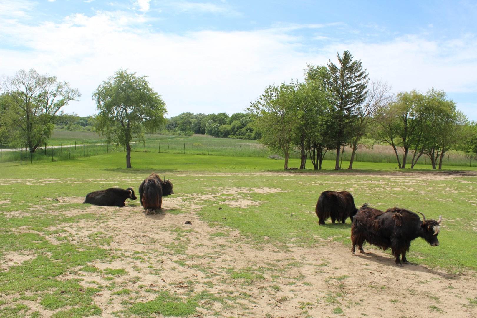 Indian Reserve (Domestic Yak, Nilgai, Blackbuck)
