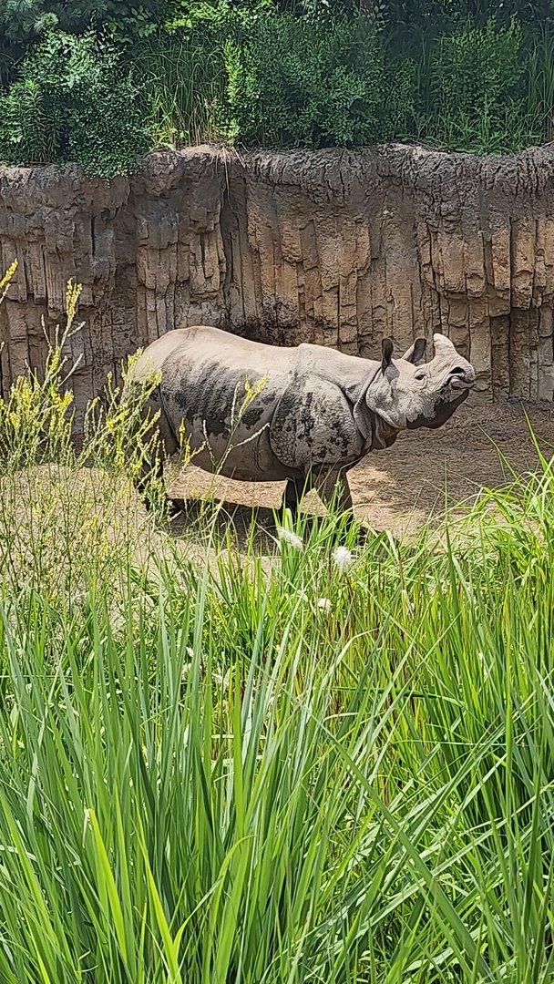 Indian Rhinceros
