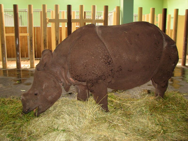 Indian rhino 0,1 MANJULA