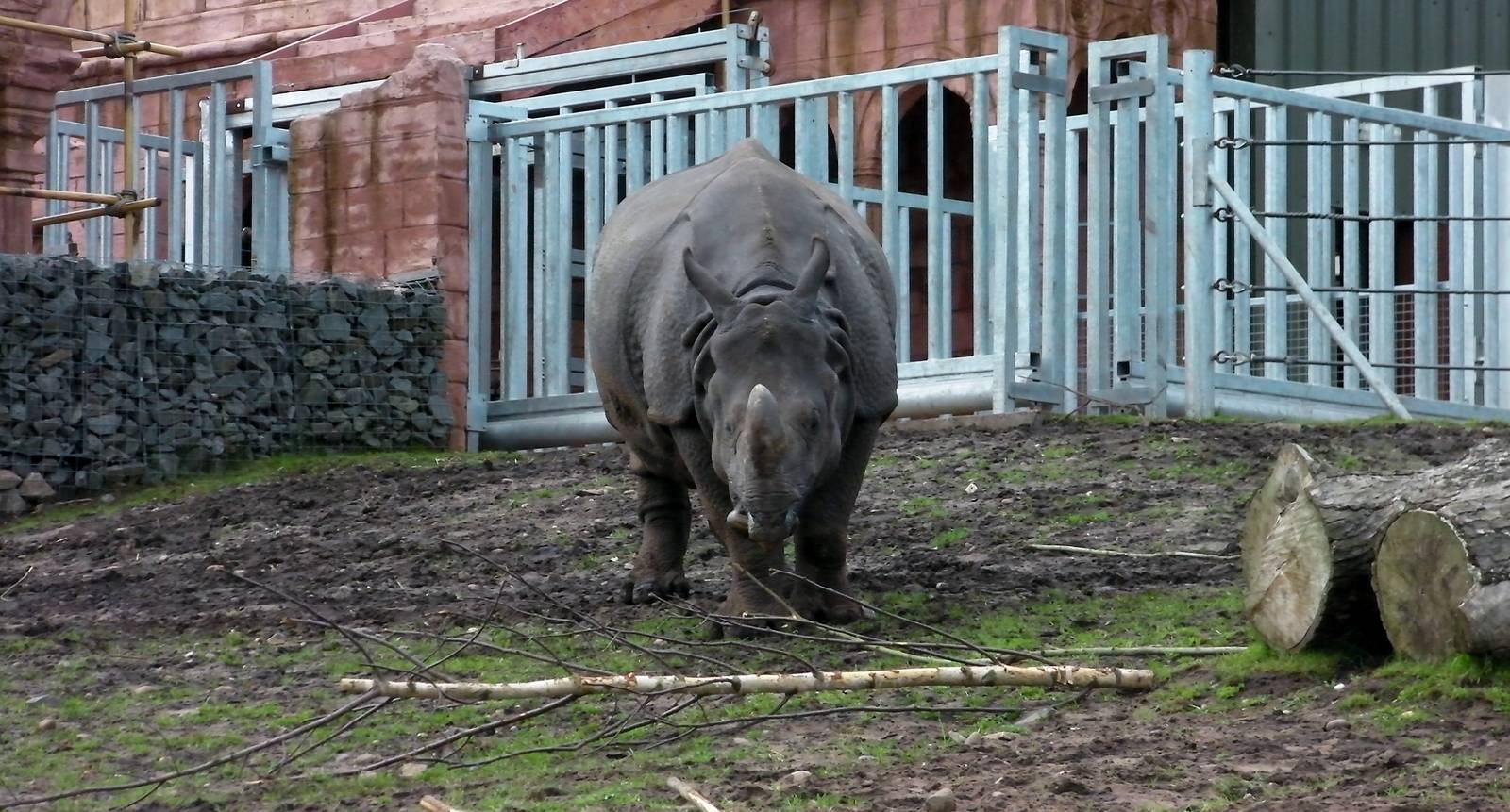 Indian Rhino  -  04.06.2012