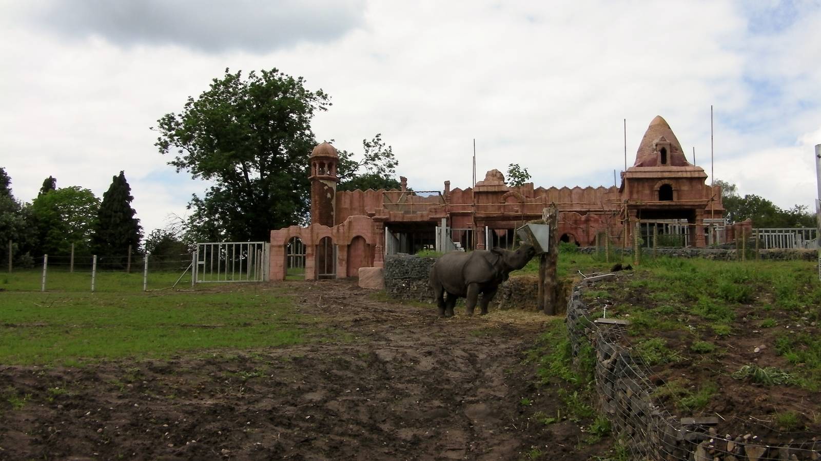 Indian Rhino  -  04.06.2012