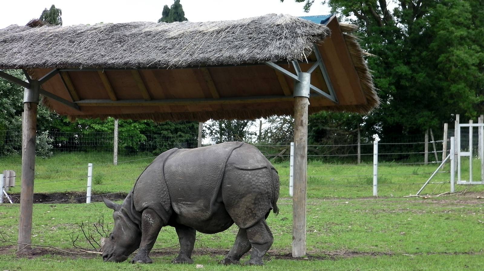 Indian Rhino  -  04.06.2012