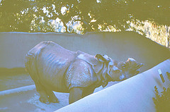Indian rhino 1964