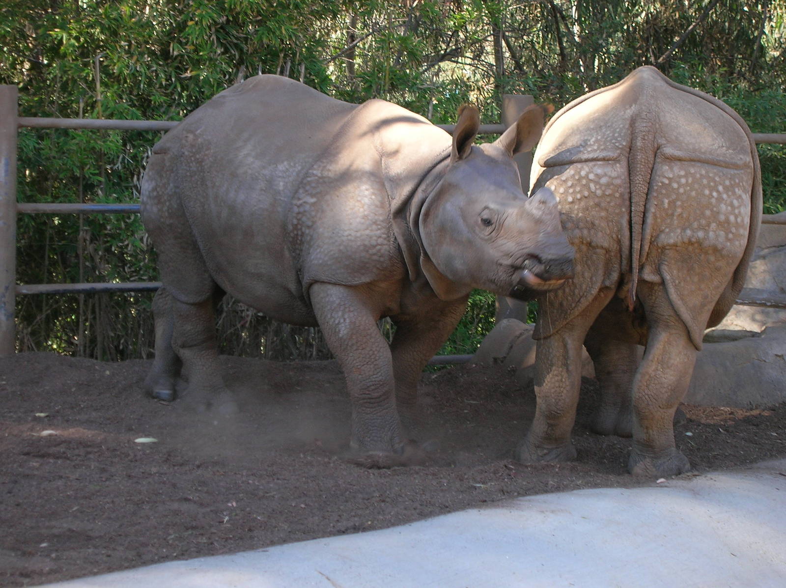 Indian Rhino 2-4-09