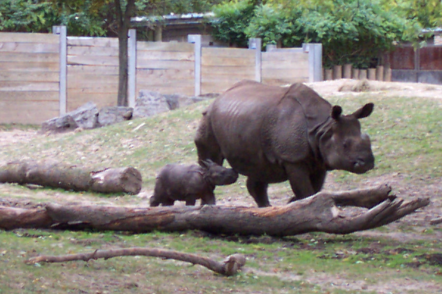 Indian Rhino 2004