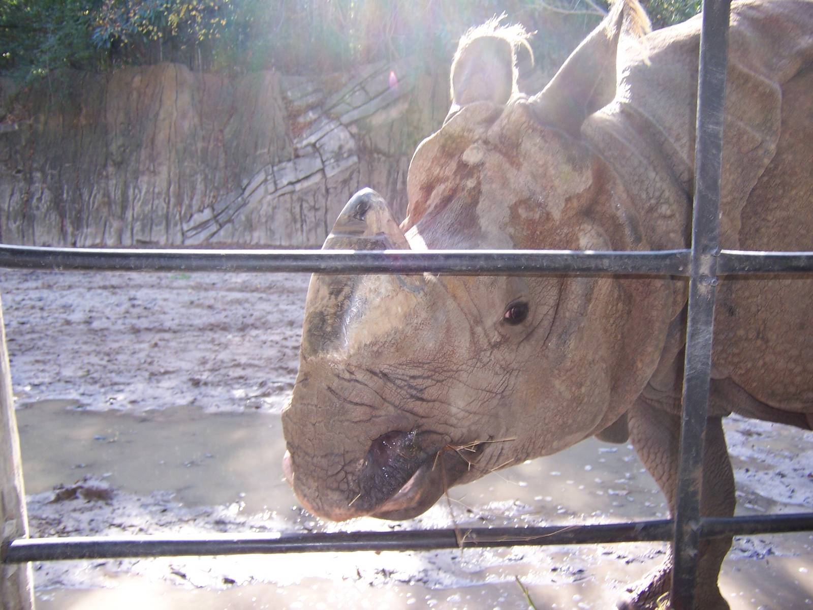 Indian Rhino 2007