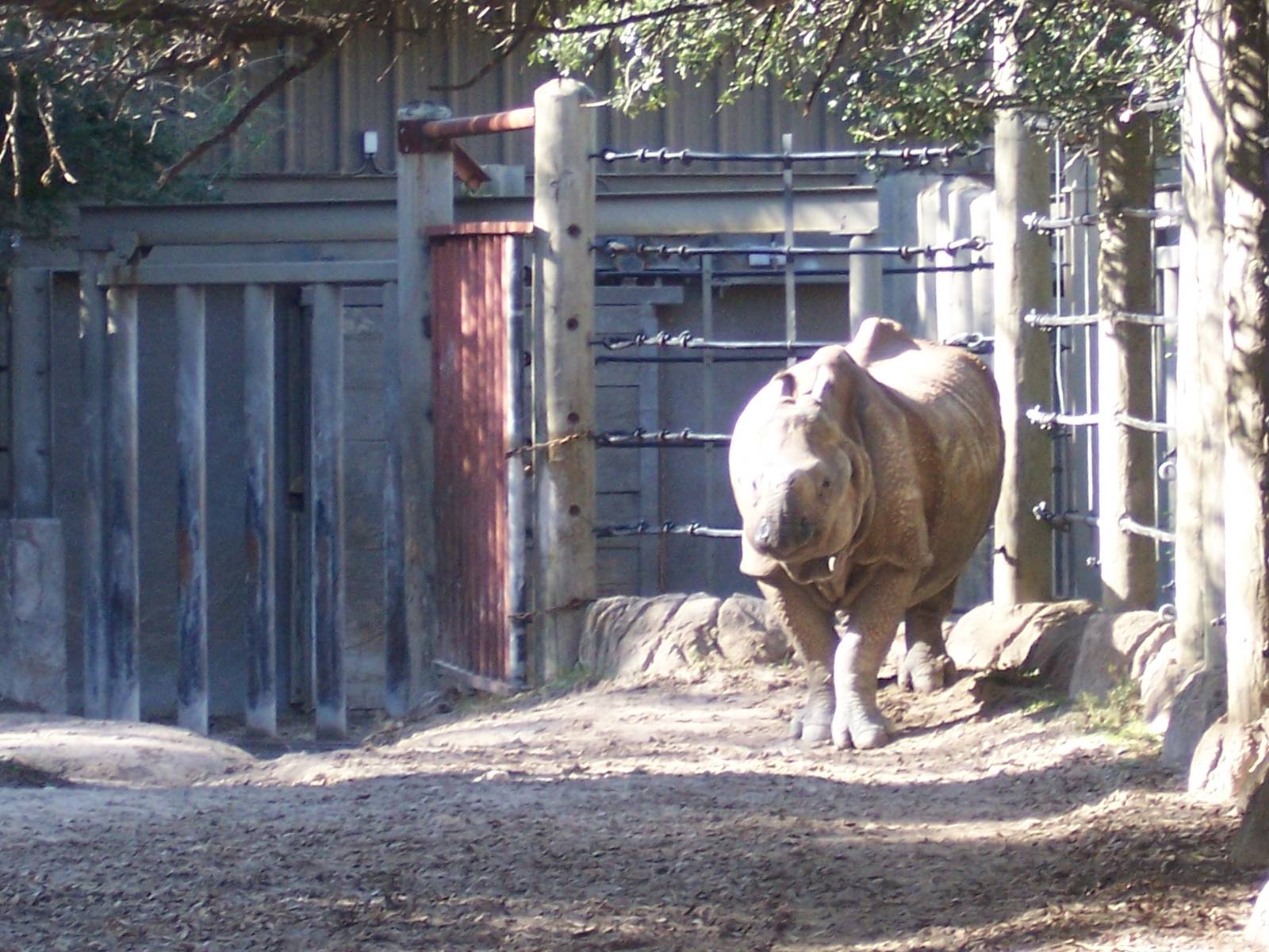 Indian Rhino 2007