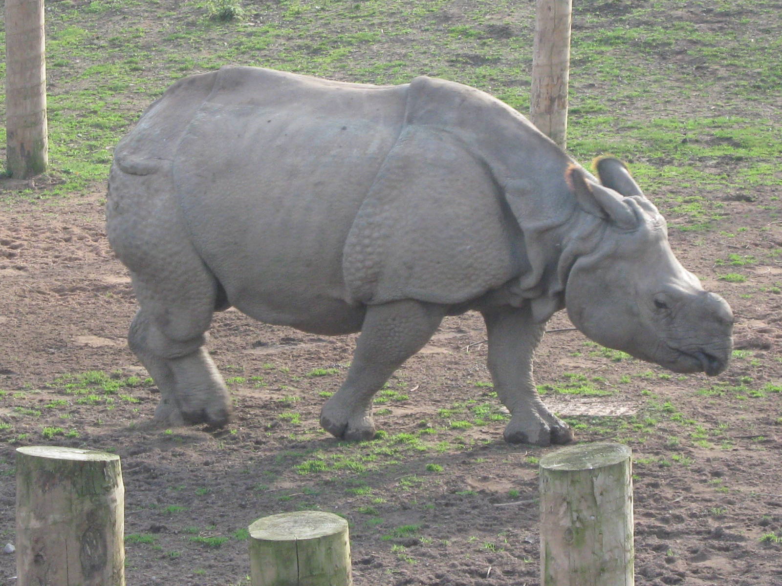 Indian Rhino 29.10.09
