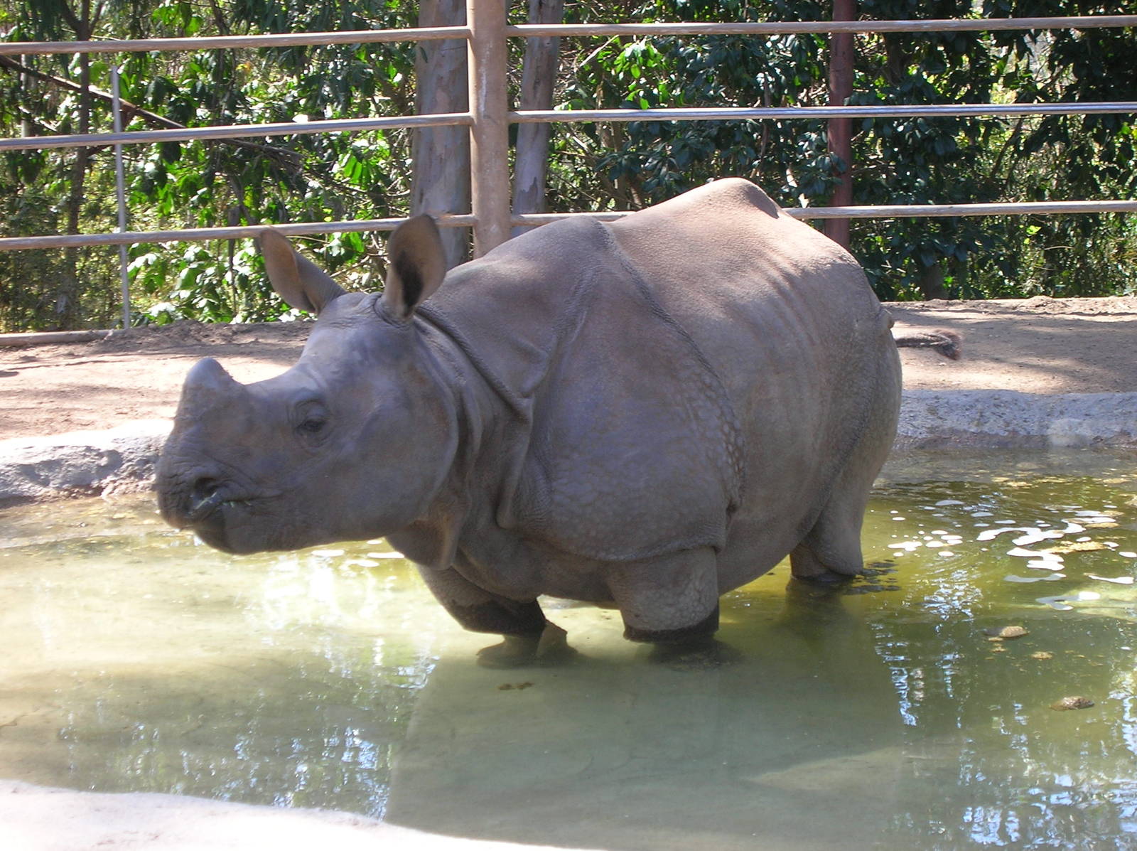 Indian Rhino 3-10-09