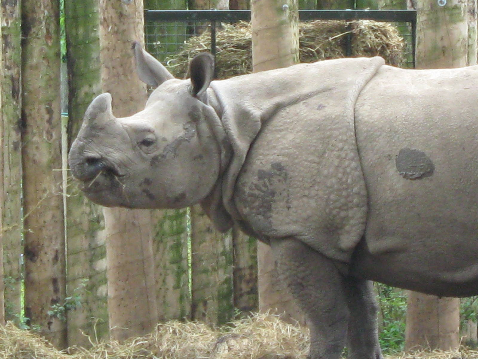 Indian Rhino 3.8.09