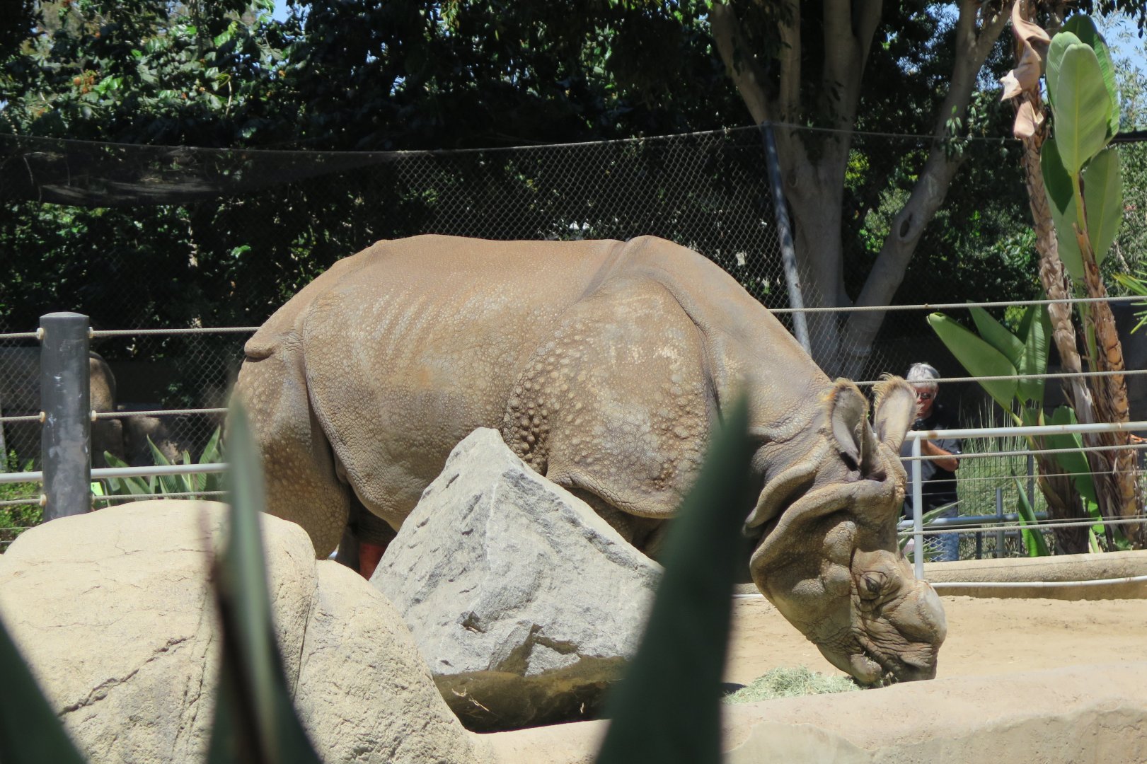 Indian Rhino(8/23/2024)