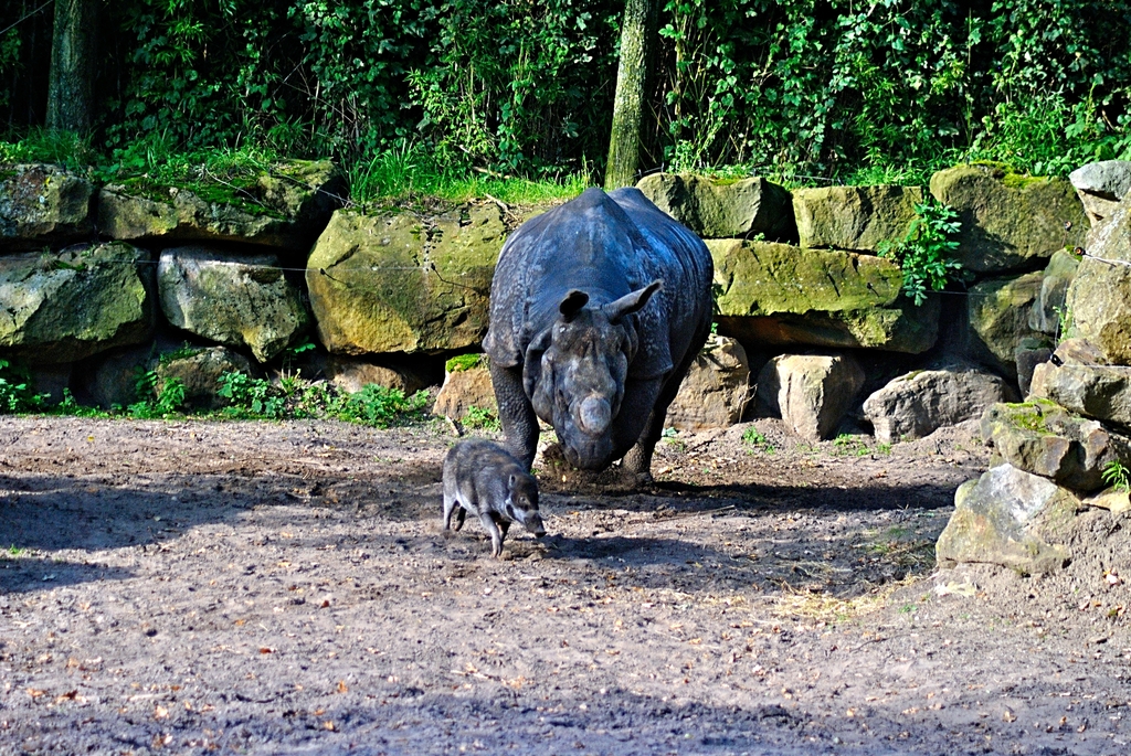Indian Rhino &amp; Visayan warty pig