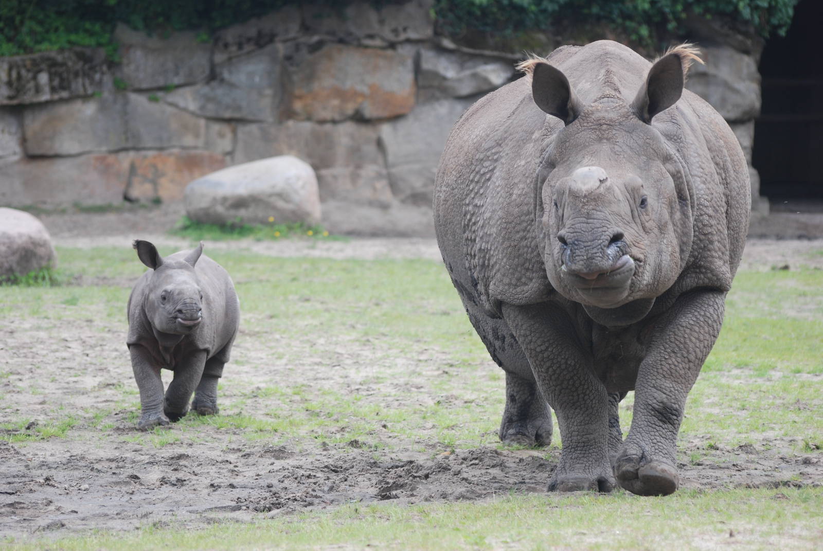 Indian Rhino and Calf at Tierpark Berlin, 30/08/11