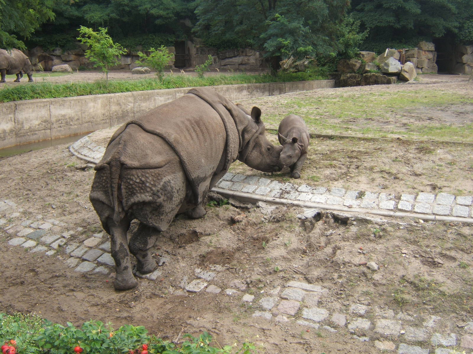 Indian Rhino and calf