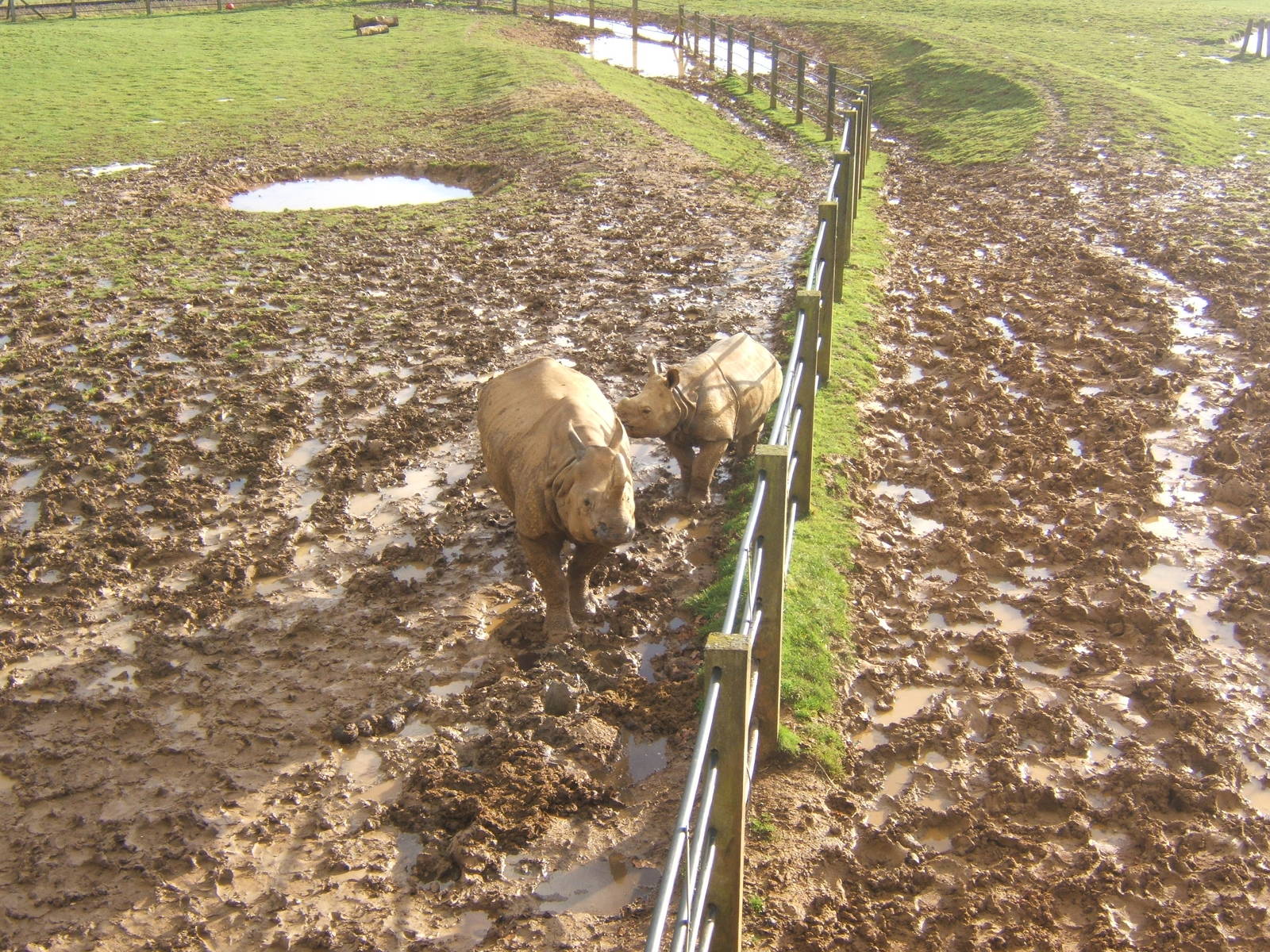 Indian Rhino and calf