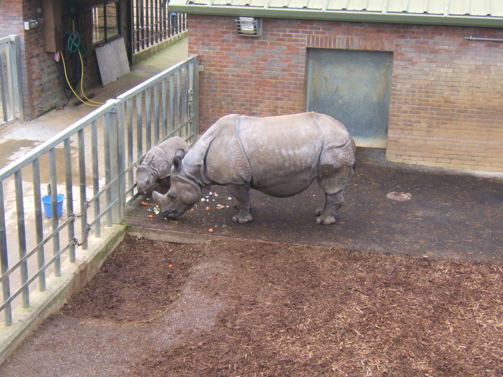 Indian Rhino and calf