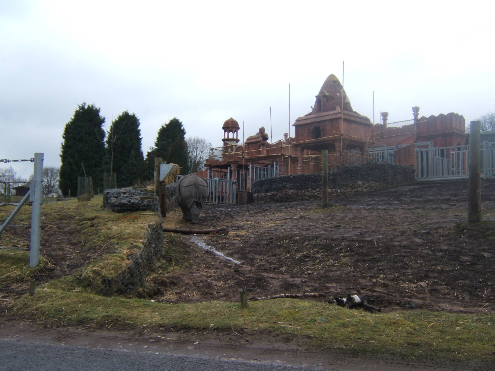 Indian Rhino and House