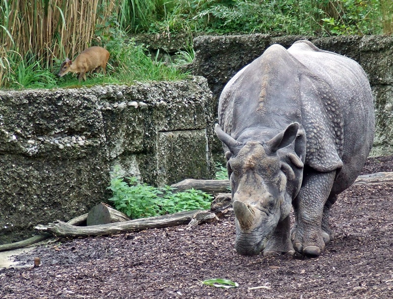 Indian Rhino and Muntjac
